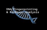DNA Fingerprinting & Forensic Analysis. How is DNA Typing Performed? Only one-tenth of 1% of DNA differs in each person; this variation can create.