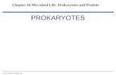 PROKARYOTES © 2012 Pearson Education, Inc. Chapter 16 Microbial Life: Prokaryotes and Protists.