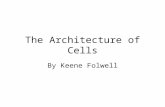 The Architecture of Cells By Keene Folwell. -Prokaryotes are ancient, small, and simple organisms. Prokaryotes -Share many essential subcellular structures.