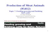 1 Production of Meat Animals (95412) Topic 7: Feeding growing and finishing beef cattle Dr Jihad Abdallah Department of Animal Production An-najah National.