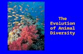 The Evolution of Animal Diversity What Characteristic Define an Animal What Characteristic Define an Animal ? Eukaryotic cells Multicellular Multicellular.