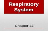 Chapter 22 Respiratory System. Human Respiratory System Functions: Works closely with circulatory system, exchanging gases between air and blood: Takes