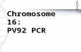 Chromosome 16: PV92 PCR. What is PCR? DNA replication gone crazy in a tube!DNA replication gone crazy in a tube! Makes many copies of target sequence.