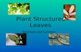 Plant Structures Leaves Structure and function. Leaves... All leaves are responsible for: Absorbing energy from the sun in organelles called ___________.