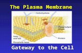 1 The Plasma Membrane Gateway to the Cell. 2 Functions of Plasma Membrane Protective barrier Regulate transport in & out of cell (selectively permeable)