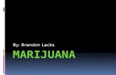By: Brandon Lacks.  Marijuana refers to the dried leaves, flowers, stems, and seeds from the hemp plant, Cannabis sativa. The plant contains the mind-