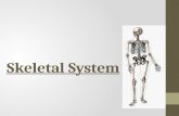 Skeletal System. Made up of bones In an adult there are 206 bones.