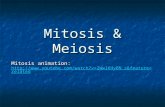 Mitosis & Meiosis Mitosis animation:  .