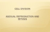 Cell Division Pre-existing cells growth and to replace damaged or old cells.