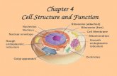 Chapter 4 Cell Structure and Function Nucleolus Nucleus Nuclear envelope Ribosome (attached) Ribosome (free) Cell Membrane Rough endoplasmic reticulum.