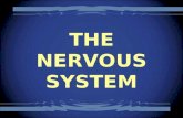 THE NERVOUS SYSTEM. Study the pictures below and answer the questions that follow. ://sprtshub.com N03/1507069003.
