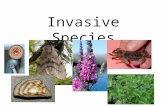 Invasive Species. Apparently harmless animals and plants that are transported around the world. In their new habitats invasive species reproduce rapidly.