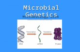 Microbial Genetics Microbiology 2314. Genetics The Study of 1. Heredity 2. What Genes Are 3. How Genes Function 4. How Genes Carry Information 5. How.