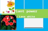 In this PowerPoint you will learn about plants Were do seeds come from?  They mostly come from other flowers, plants, vegetables and fruit Bibliography.