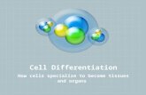 Cell Differentiation How cells specialize to become tissues and organs.