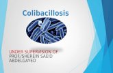 Colibacillosis UNDER SUPERVISION OF PROF./SHEREIN SAEID ABDELGAYED.