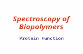 Spectroscopy of Biopolymers Protein Function. Functions of Proteins Binding The most fundamental of these is binding, which underlies all the other biochemical.