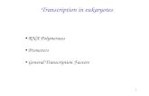 1 Transcription in eukaryotes RNA Polymerases Promoters General Transcription Factors.