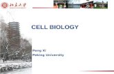 CELL BIOLOGY Peng Xi Peking University. Outline  Cell ― Structure ― Cell process  Tissue ― Morphology ― Function
