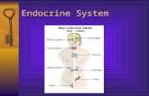 Endocrine System. Endocrine vs Exocrine Endo = within Exo = outCrine = to secrete  Exocrine glands (sweat, sebaceous, digestive) secrete products through