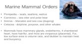 Marine Mammal Orders Pinnipedia – seals, sealions, walrus Carnivora – sea otter and polar bear Sirenia – Manatee and sea cow (dugong) Cetacea - dolphine,