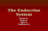 The Endocrine System Rachel R. Gabie F. Kyle B. Steffanie M.