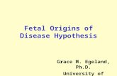Fetal Origins of Disease Hypothesis Grace M. Egeland, Ph.D. University of Bergen.
