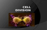Why do cells Divide? For  Growth  Development  Repair  Reproduction Larger cells: - can miscommunication with DNA - have trouble processing information.