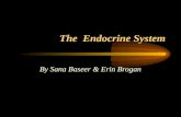The Endocrine System By Sana Baseer & Erin Brogan.
