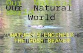 © 2013 FreeTiiuPix.com NATURE’S ENGINEER - THE BUSY BEAVER Our Natural World NATURE’S ENGINEER THE BUSY BEAVER This slide show courtesy of FreeTiiuPix.com.