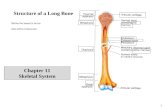1 Structure of a Long Bone Define the boxed in terms. Also define trabeculae: Chapter 11 Skeletal System.