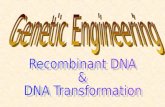 Plasmid DNA Restriction Enzymes “cut” Plasmid DNA Piece of DNA is Removed New Piece (gene) of DNA is “stitched” to Plasmid DNA New DNA (gene)