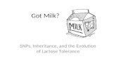 Got Milk? SNPs, Inheritance, and the Evolution of Lactose Tolerance.