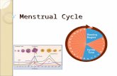 Menstrual Cycle. The Cycle Strongly linked to the endocrine system (hormone based) Typically takes 28 days to cycle through 4 phases ◦ Follicular ◦ Ovulation.