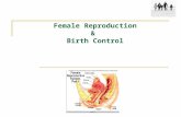 Female Reproduction & Birth Control. Outline: Female Reproductive Oogenesis X-Inactivation Anatomy: names of major organs and structures Physiology: function.