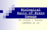 1 Biological Basis of Brain Damage Dr Claire L Gibson cg95@le.ac.uk.
