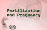 Fertilization and Pregnancy Fertilization Pregnancy is the presence of developing offspring in the uterus, an event resulting from fertilization – the.