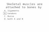 Skeletal muscles are attached to bones by A.ligaments B.tendons C.Bursa D.both A and B.