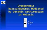 Cytogenetic Rearrangements Mediated by Genomic Architecture in Meiosis 22q11.
