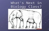 What’s Next in Biology Class?. Optical Illusion 1 Optical Illusion 12.