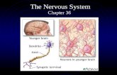 The Nervous System Chapter 36. Basic Structure Neurons Composed of 3 parts Cell body Dendrites Axon.