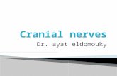 Dr. ayat eldomouky.  Ⅰ Olfactory nerve  Ⅱ Optic nerve  Ⅲ Oculomotor nerve  Ⅳ Trochlear nerve  Ⅴ Trigeminal nerve  Ⅵ Abducent nerve  Ⅶ Facial nerve.