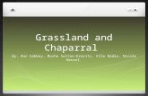 Grassland and Chaparral By: Ron Gabbay, Moshe Sutton-Kravitz, Elle Nadav, Nicole Henzel.