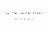 Skeletal Muscle Tissue Ch. 10-2 notes. Connective Tissue Components Fascia (fash-ee-a) – a sheet or broad band of C. T. that supports and surrounds muscles.