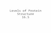 Levels of Protein Structure 16.5. Peptide/Protein Formation Peptide: small, up to 50 AA Proteins: large, several 100 AA and/or multiple peptide chains.