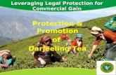 Leveraging Legal Protection for Commercial Gain Protection & Promotion of Darjeeling Tea Protection & Promotion of Darjeeling Tea.