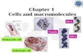 Chapter 1 Cells and macromolecules Prokaryotic cell Eukaryotic cell Protein DNA RNA