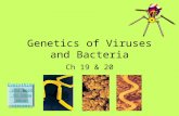 Genetics of Viruses and Bacteria Ch 19 & 20 Everything you need to know about viruses.