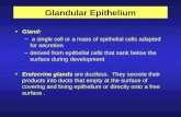 Glandular Epithelium Gland: – a single cell or a mass of epithelial cells adapted for secretion –derived from epithelial cells that sank below the surface.