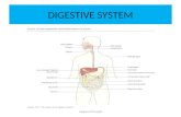 DIGESTIVE SYSTEM Meghna.D.Punjabi. DIGESTIVE SYSTEM The digestive system is the collective name used to describe the alimentary canal, some accessory.